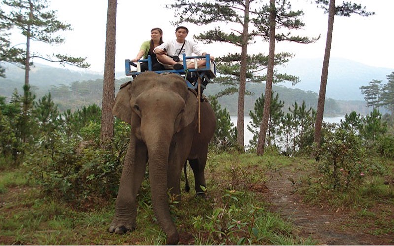 Elephant riding tour